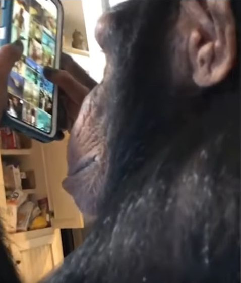 Schimpanse hält Smartphone mit Bildergalerie vor sich.