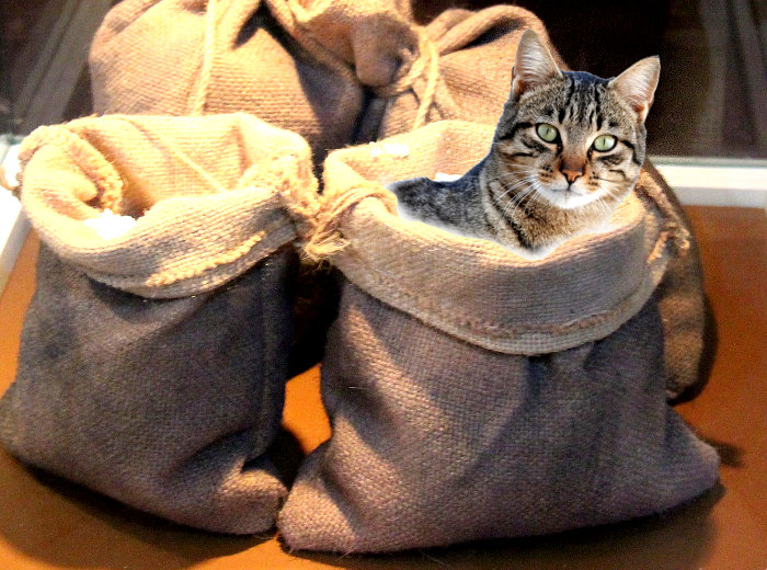 Fotomontage einer Katze im Sack. Weitere Säcke sind im Bild.